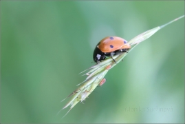 <p>SLUNÉČKO SEDMITEČNÉ (Coccinella septempunctata) ---- /Seven-spotted ladybug - Siebenpunkt-Marienkäfer/</p>